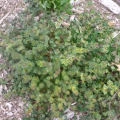 Lamium amplexicaule at Parkes, ACT - 27 May 2018