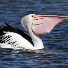 Pelecanus conspicillatus (Australian Pelican) at Undefined - 25 May 2017 by CharlesDove