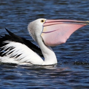 Pelecanus conspicillatus at undefined - 25 May 2017