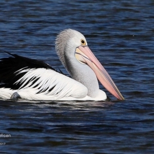 Pelecanus conspicillatus at undefined - 25 May 2017