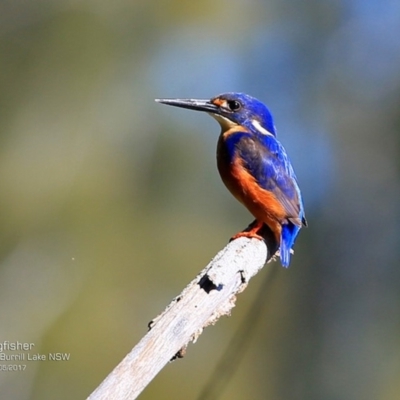 Ceyx azureus (Azure Kingfisher) at Undefined - 22 May 2017 by Charles Dove