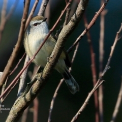 Gerygone mouki (Brown Gerygone) at Undefined - 21 May 2017 by Charles Dove