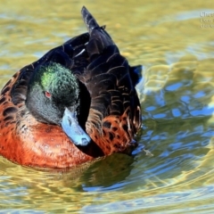 Anas castanea (Chestnut Teal) at Burrill Lake, NSW - 22 May 2017 by Charles Dove