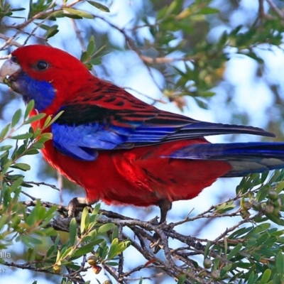 Platycercus elegans (Crimson Rosella) at Undefined - 25 May 2018 by Charles Dove