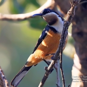 Acanthorhynchus tenuirostris at South Pacific Heathland Reserve - 21 May 2017