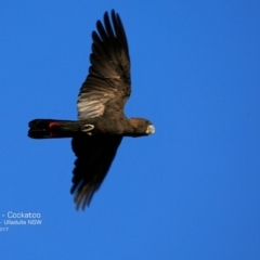 Calyptorhynchus lathami lathami (Glossy Black-Cockatoo) at Undefined - 22 May 2017 by CharlesDove