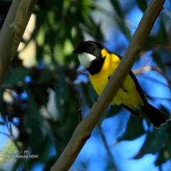 Pachycephala pectoralis (Golden Whistler) at Undefined - 21 May 2017 by Charles Dove