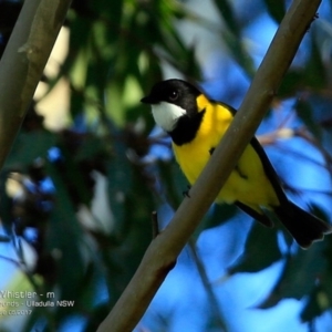 Pachycephala pectoralis at undefined - 22 May 2017 12:00 AM