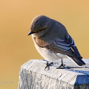 Microeca fascinans at undefined - 22 May 2017 12:00 AM