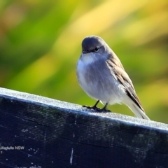 Microeca fascinans at undefined - 22 May 2017 12:00 AM