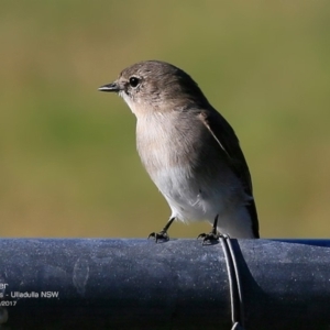 Microeca fascinans at undefined - 22 May 2017 12:00 AM