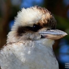 Dacelo novaeguineae (Laughing Kookaburra) at Undefined - 26 May 2017 by Charles Dove