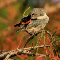 Dicaeum hirundinaceum (Mistletoebird) at Undefined - 23 May 2017 by Charles Dove