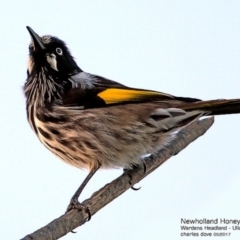 Phylidonyris novaehollandiae (New Holland Honeyeater) at Coomee Nulunga Cultural Walking Track - 25 May 2017 by CharlesDove