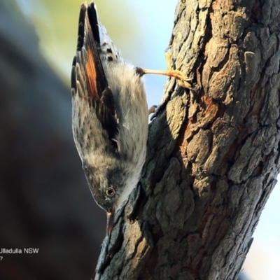 Daphoenositta chrysoptera (Varied Sittella) at Undefined - 24 May 2017 by CharlesDove