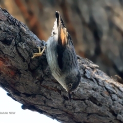 Daphoenositta chrysoptera at undefined - 24 May 2017