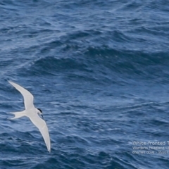 Sterna striata (White-fronted Tern) at Undefined - 21 May 2017 by Charles Dove