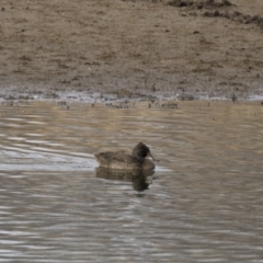 Stictonetta naevosa (Freckled Duck) at Michelago, NSW - 28 May 2018 by Illilanga