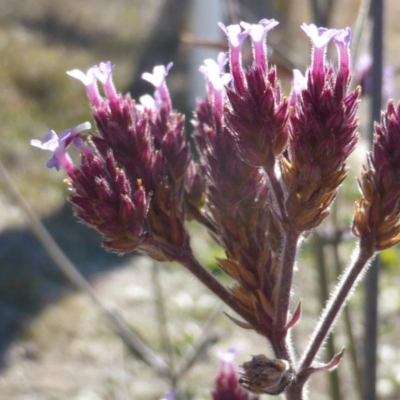 Verbena incompta (Purpletop) at Isaacs Ridge - 27 May 2018 by Mike