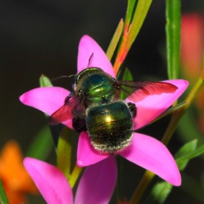 Xylocopa (Lestis) aerata (Golden-Green Carpenter Bee) at ANBG - 18 May 2018 by TimL