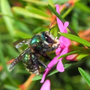 Xylocopa (Lestis) aerata at Acton, ACT - 18 May 2018