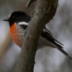 Petroica boodang (Scarlet Robin) at Gungahlin, ACT - 28 May 2018 by jbromilow50