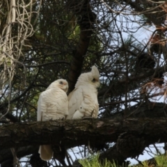 Cacatua sanguinea (Little Corella) at Kingston, ACT - 28 May 2018 by AlisonMilton