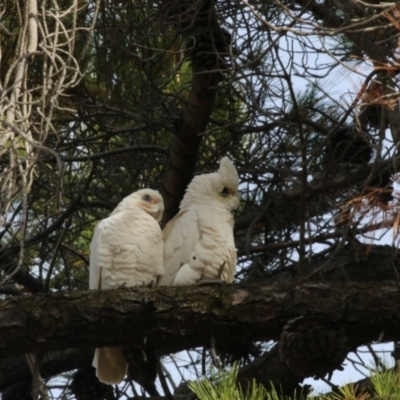 Cacatua sanguinea (Little Corella) at Kingston, ACT - 28 May 2018 by AlisonMilton