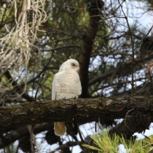 Cacatua sanguinea at Kingston, ACT - 28 May 2018