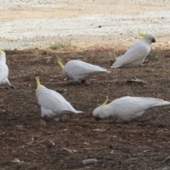 Cacatua galerita (Sulphur-crested Cockatoo) at Kingston, ACT - 28 May 2018 by AlisonMilton