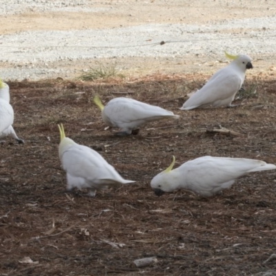 Cacatua galerita (Sulphur-crested Cockatoo) at Kingston, ACT - 28 May 2018 by Alison Milton