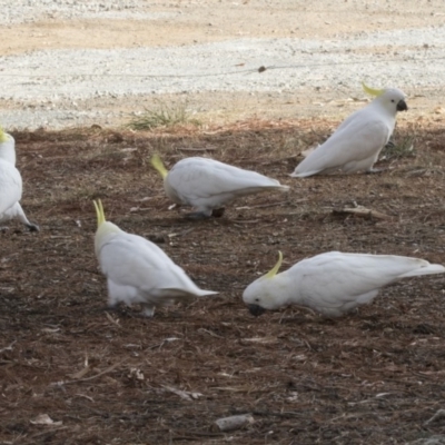 Cacatua galerita (Sulphur-crested Cockatoo) at Kingston, ACT - 28 May 2018 by AlisonMilton