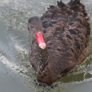 Cygnus atratus at Kingston, ACT - 28 May 2018 11:29 AM