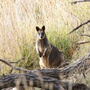 Wallabia bicolor at Fyshwick, ACT - 28 May 2018