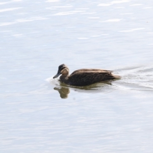 Anas superciliosa at Fyshwick, ACT - 28 May 2018 12:09 PM