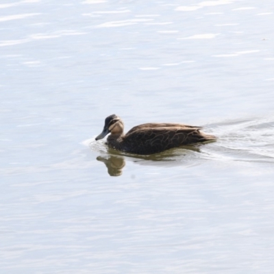 Anas superciliosa (Pacific Black Duck) at Jerrabomberra Wetlands - 28 May 2018 by AlisonMilton