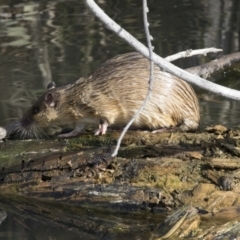 Hydromys chrysogaster (Rakali or Water Rat) at Jerrabomberra Wetlands - 28 May 2018 by Alison Milton