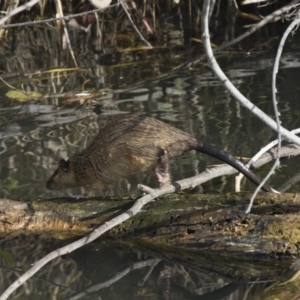 Hydromys chrysogaster at Fyshwick, ACT - 28 May 2018