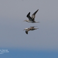 Morus serrator (Australasian Gannet) at Wairo Beach and Dolphin Point - 11 May 2017 by CharlesDove