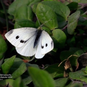 Pieris rapae at Ulladulla - Warden Head Bushcare - 10 May 2017