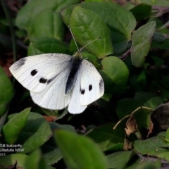 Pieris rapae (Cabbage White) at Ulladulla - Warden Head Bushcare - 9 May 2017 by Charles Dove