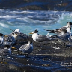 Thalasseus bergii (Crested Tern) at Murramarang Aboriginal Area - 11 May 2017 by CharlesDove