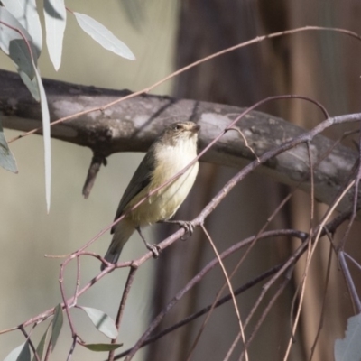 Smicrornis brevirostris (Weebill) at Jerrabomberra Wetlands - 28 May 2018 by Alison Milton