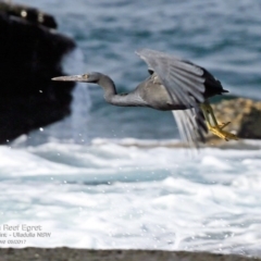 Egretta sacra (Eastern Reef Egret) at Wairo Beach and Dolphin Point - 10 May 2017 by Charles Dove