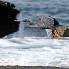 Egretta sacra (Eastern Reef Egret) at Dolphin Point, NSW - 10 May 2017 by Charles Dove