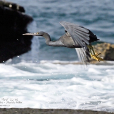 Egretta sacra (Eastern Reef Egret) at Wairo Beach and Dolphin Point - 11 May 2017 by CharlesDove