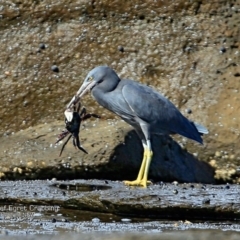 Egretta sacra at Dolphin Point, NSW - 11 May 2017