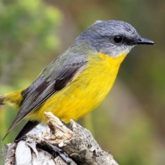 Eopsaltria australis (Eastern Yellow Robin) at Coomee Nulunga Cultural Walking Track - 8 May 2017 by CharlesDove