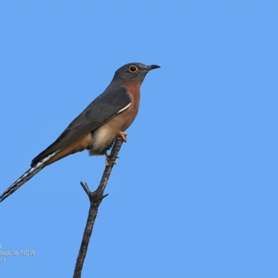 Cacomantis flabelliformis (Fan-tailed Cuckoo) at Ulladulla - Warden Head Bushcare - 8 May 2017 by Charles Dove