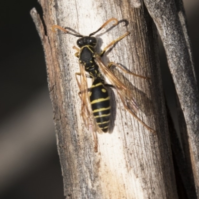 Polistes (Polistes) chinensis (Asian paper wasp) at Jerrabomberra Wetlands - 28 May 2018 by Alison Milton